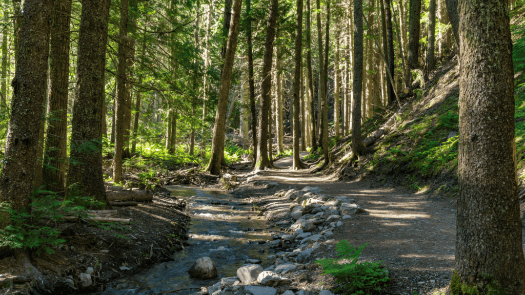 Meandering Hiking Trail